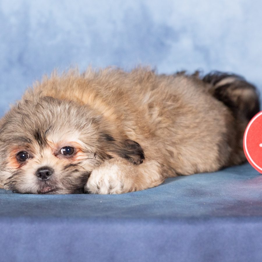 teddy bear puppy