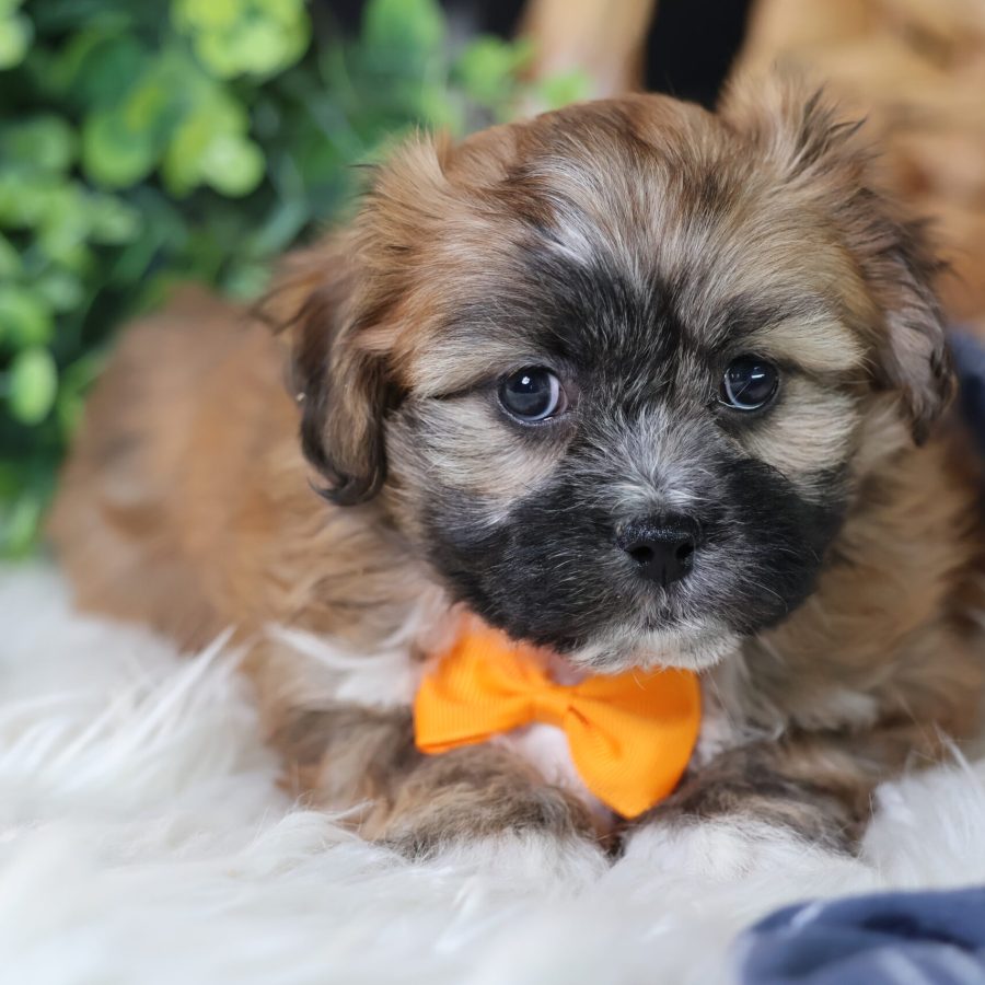 teddy bear puppy breed