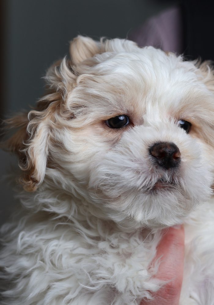 teddy bear puppy breed