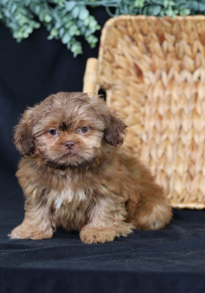 teddy bear puppy breed