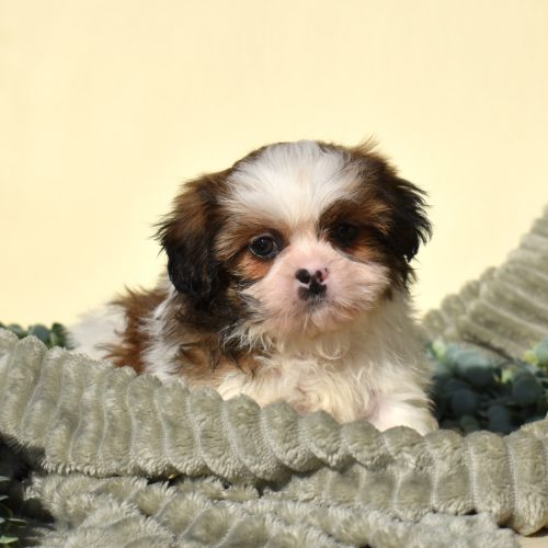 teddy bear puppy breed