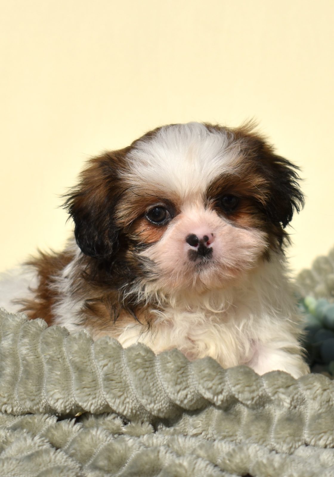 teddy bear puppy breed