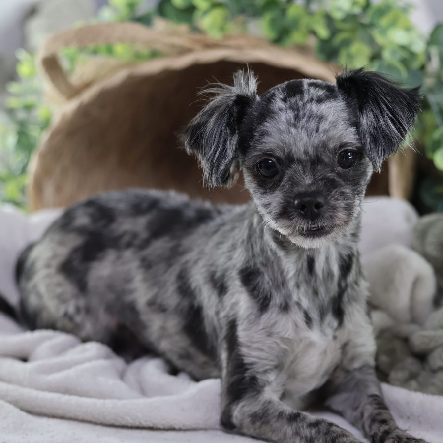 teddy bear puppy breeder