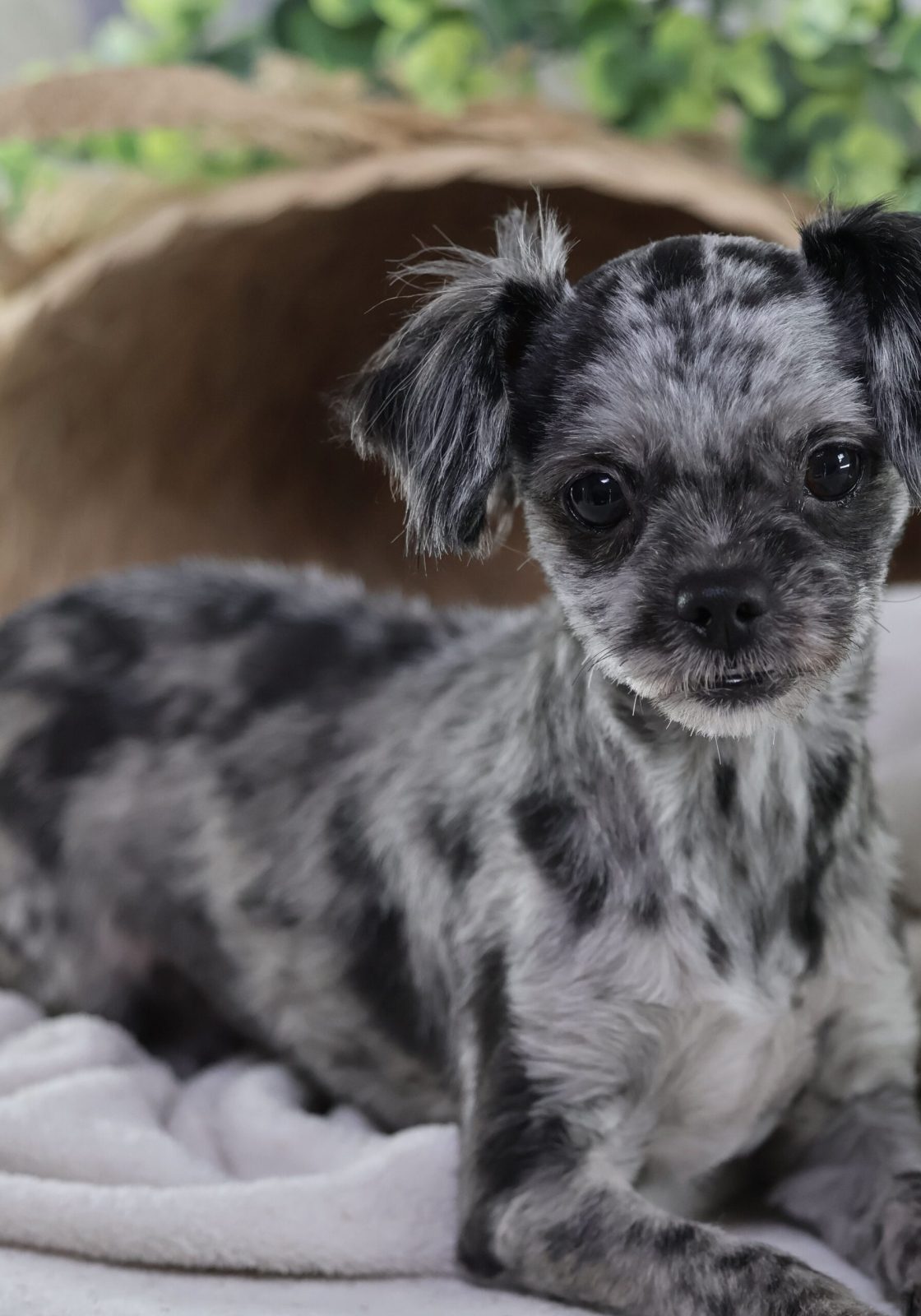 teddy bear puppy breeder