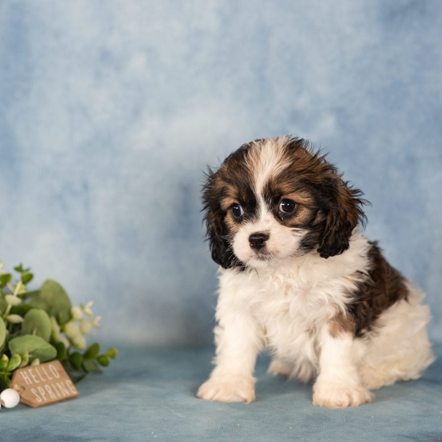 teddy bear puppy breeder