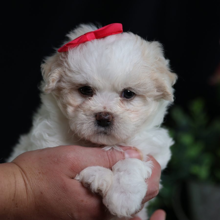 teddy bear puppy breeders