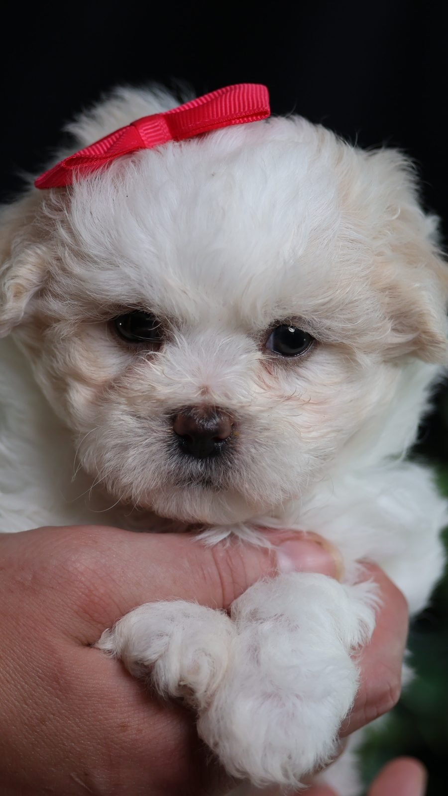 teddy bear puppy breeders teddy bear puppy breeders