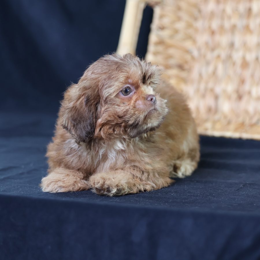 teddy bear puppy breeders