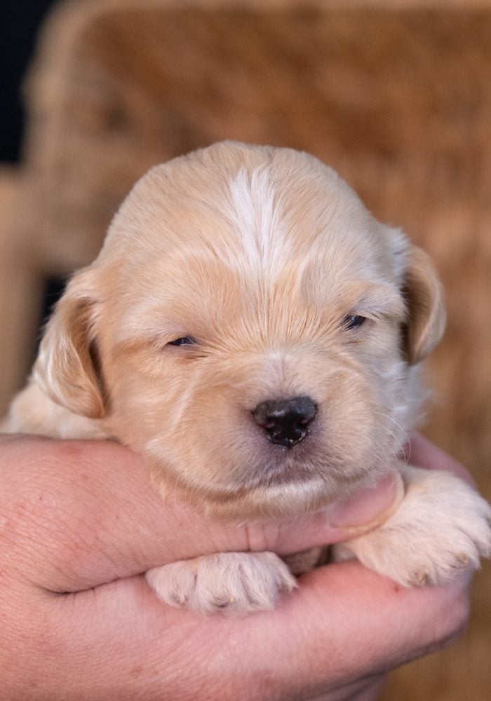 teddy bear puppy breeders near me_