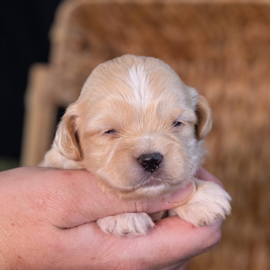 teddy bear puppy breeders near me_