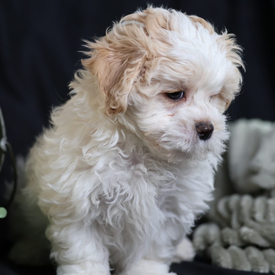 teddy bear puppy breeders