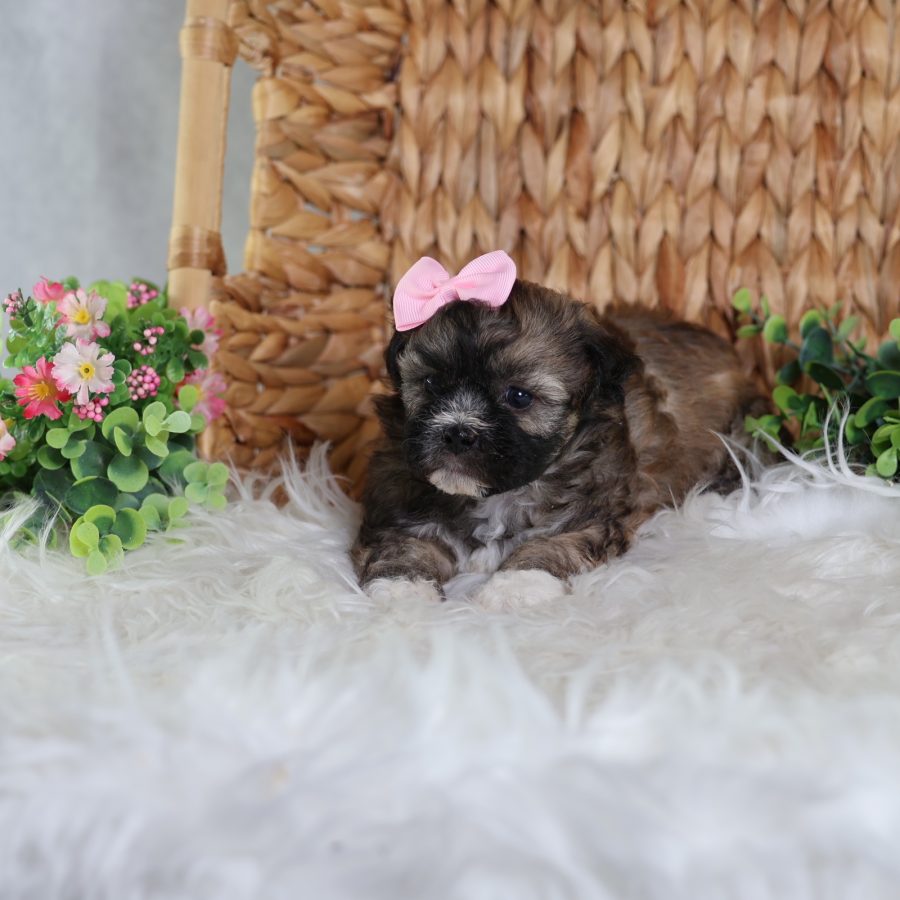teddy bear puppy breeders