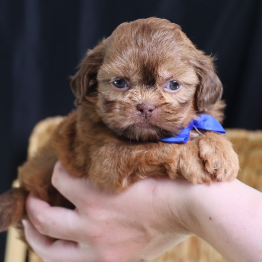 teddy bear puppy breeders
