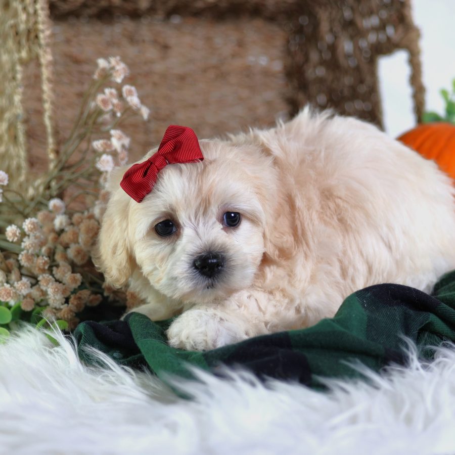 teddy bear puppy breeders