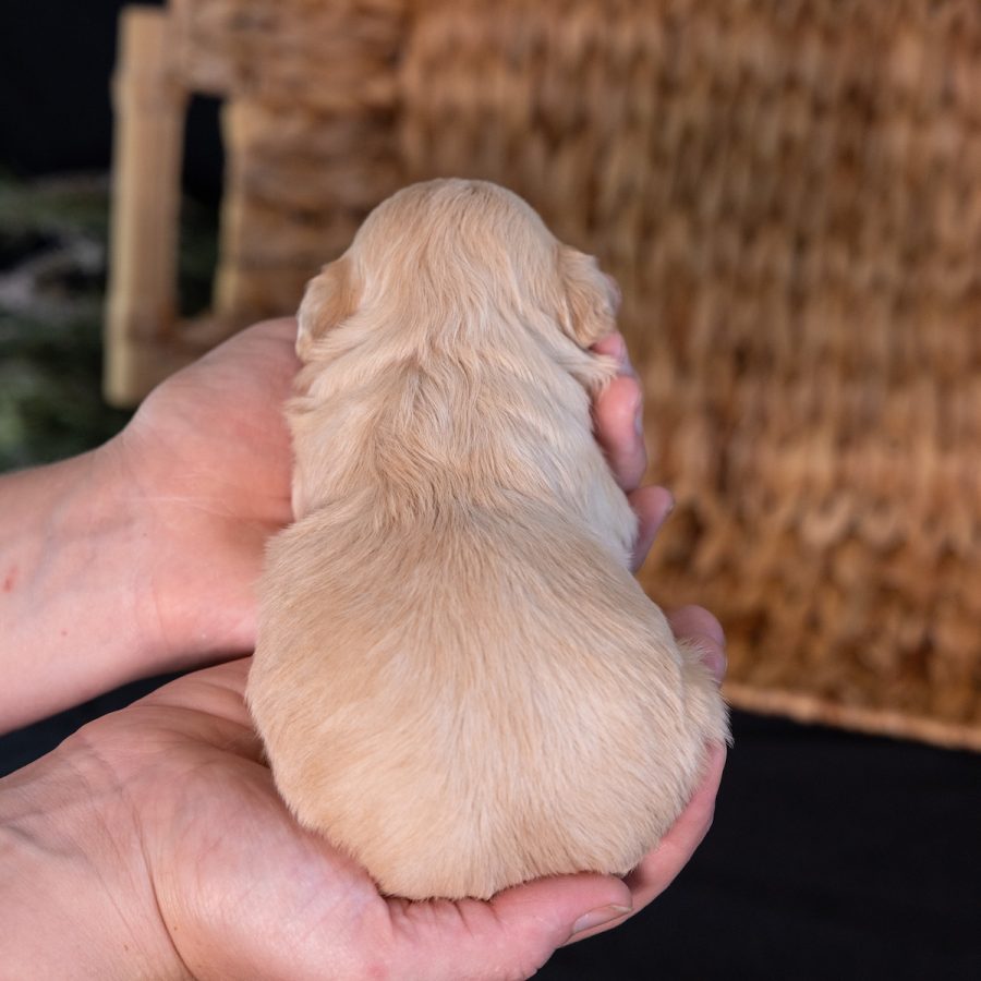 teddy bear puppy breeders