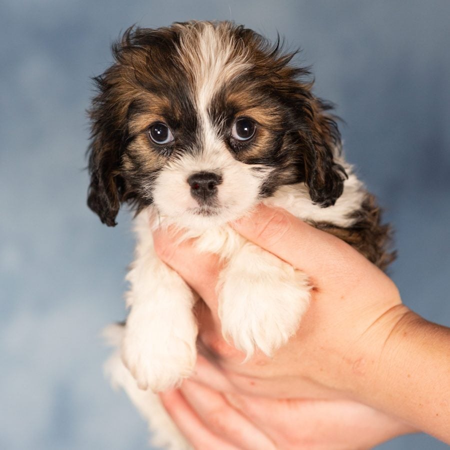 teddy bear puppy female