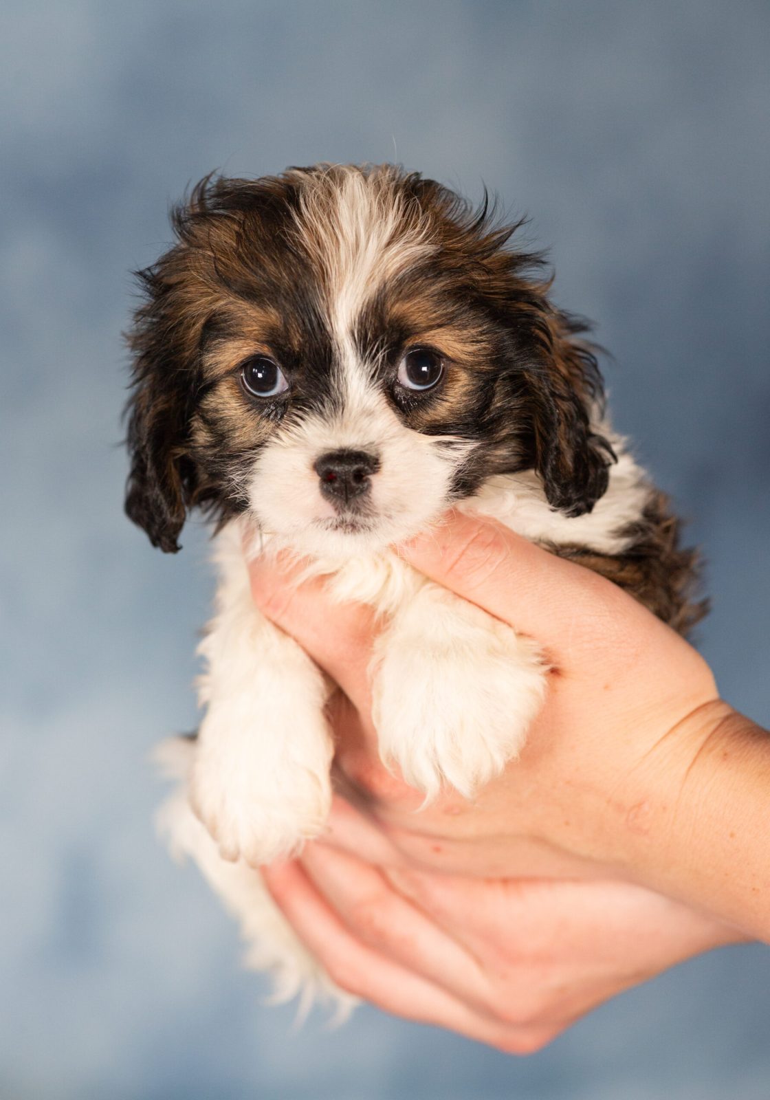 teddy bear puppy female