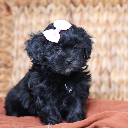 teddy bear puppy for sale