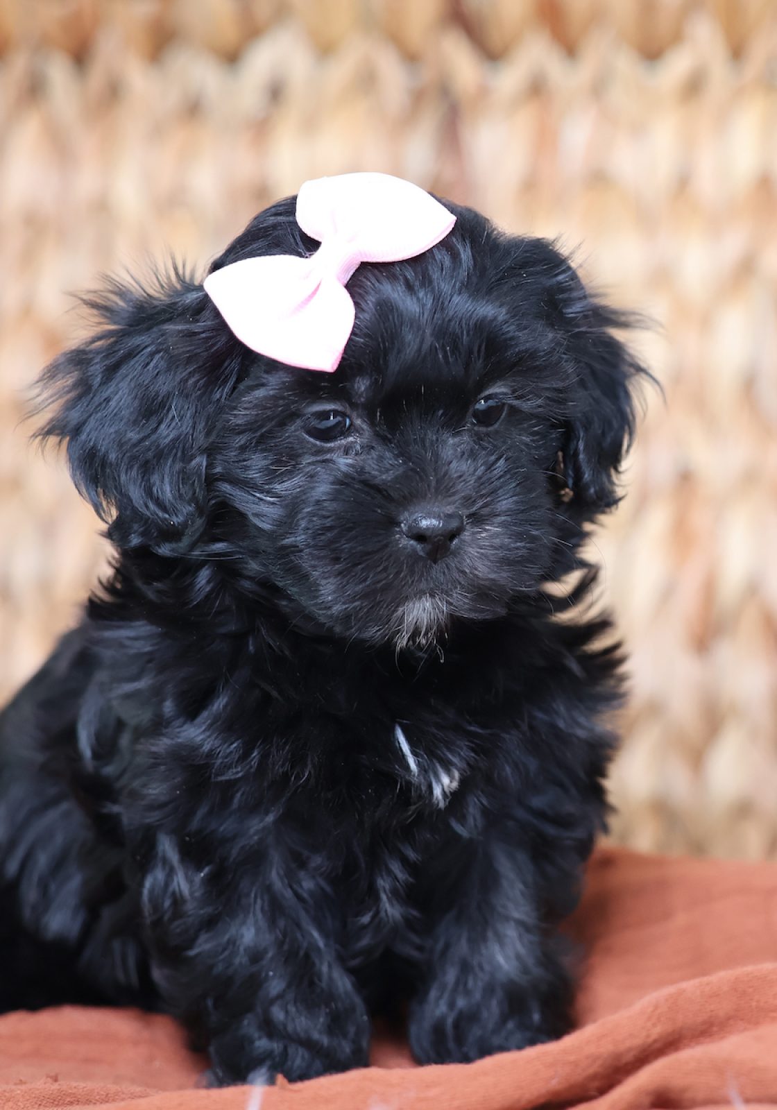 teddy bear puppy for sale