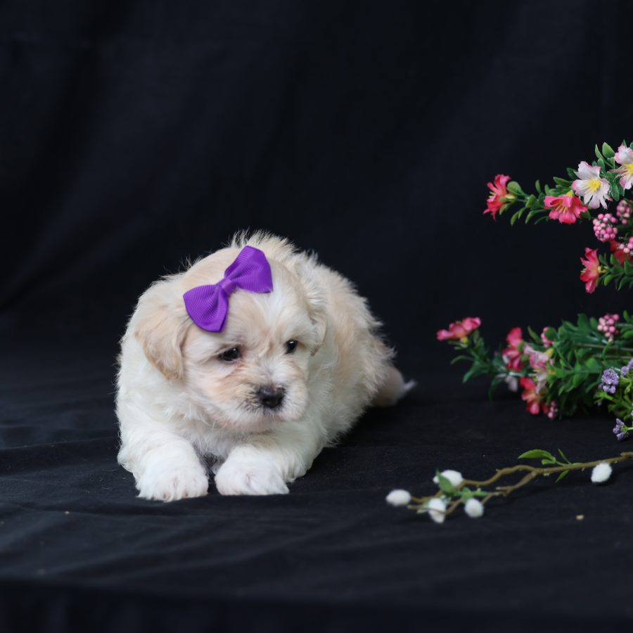 teddy bear puppy for sale
