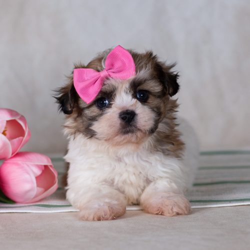 teddy bear puppy for sale