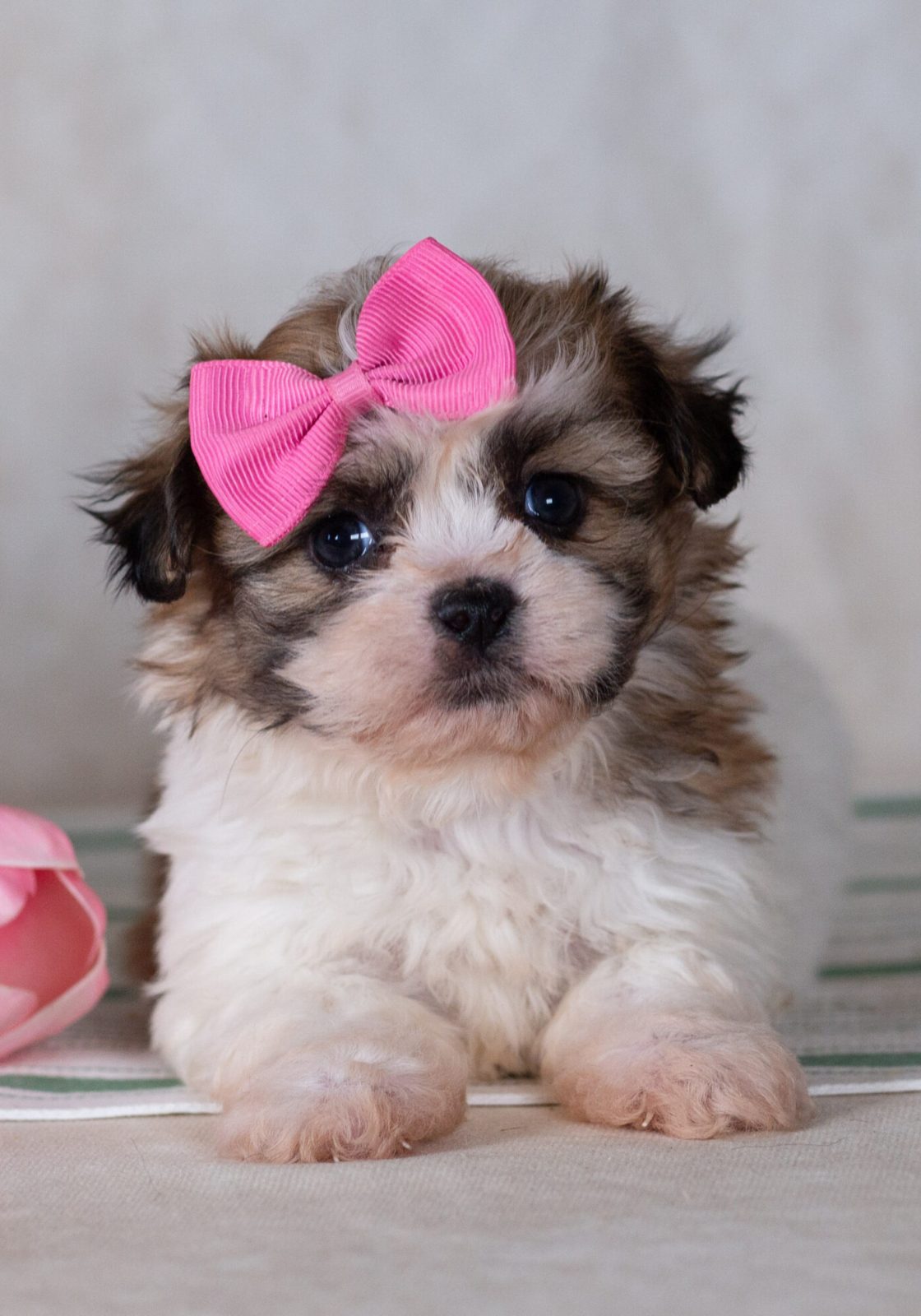 teddy bear puppy for sale