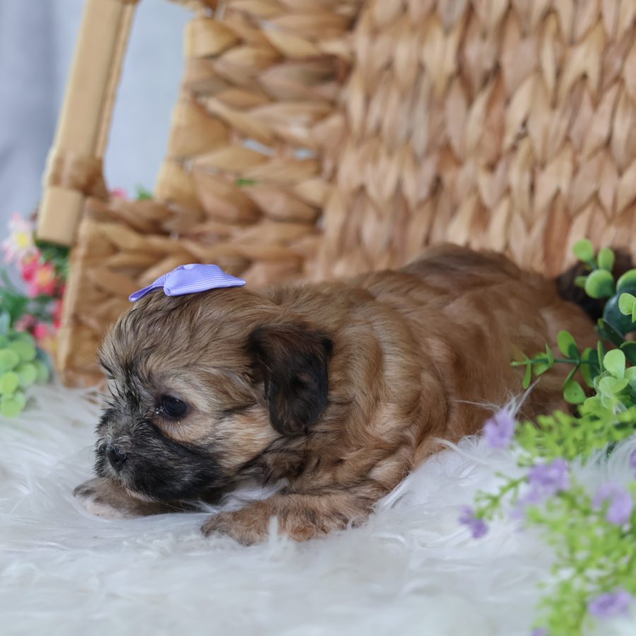 teddy bear puppy for sale