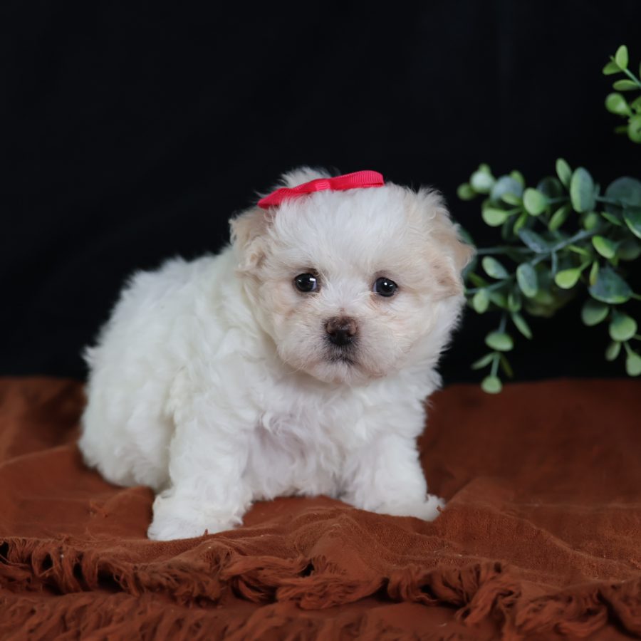 teddy bear puppy for sale
