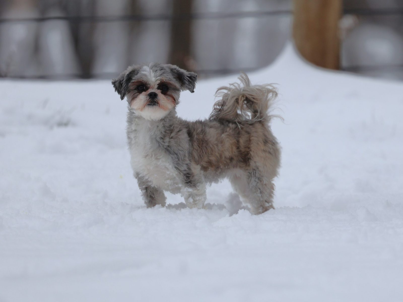 teddy bear puppy for sale – Caroline