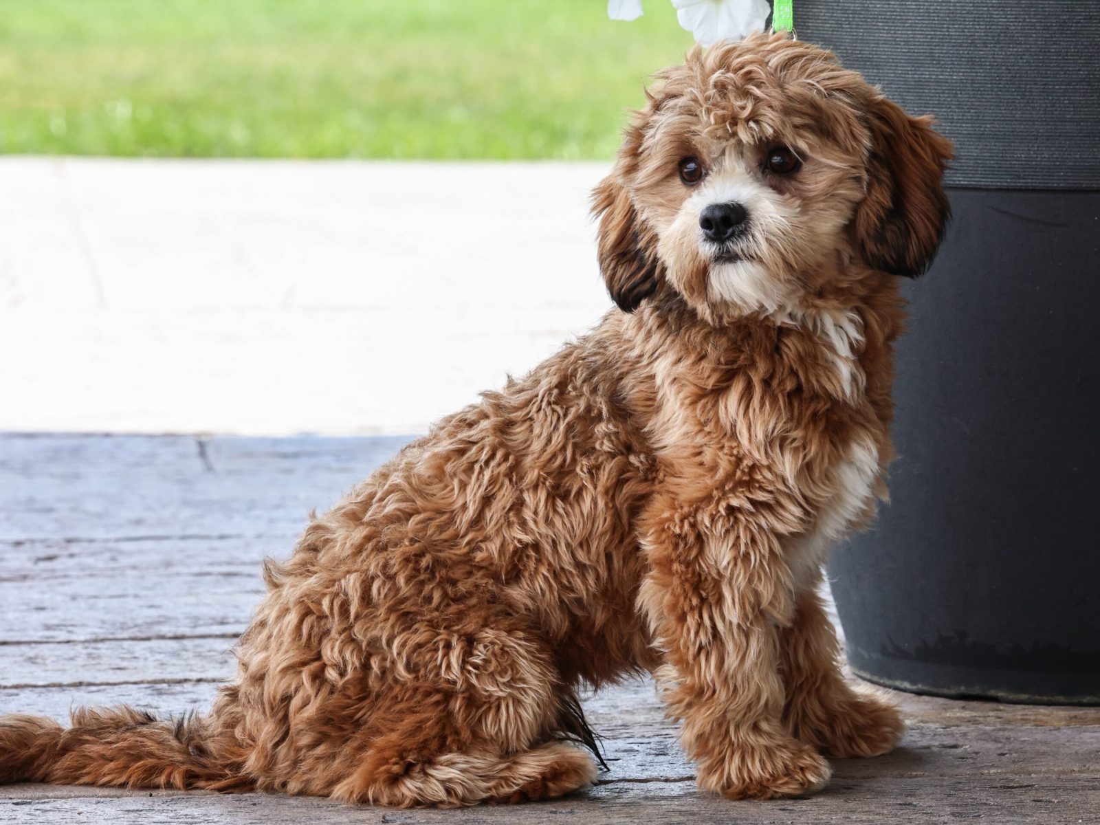 teddy bear puppy for sale – Eagle