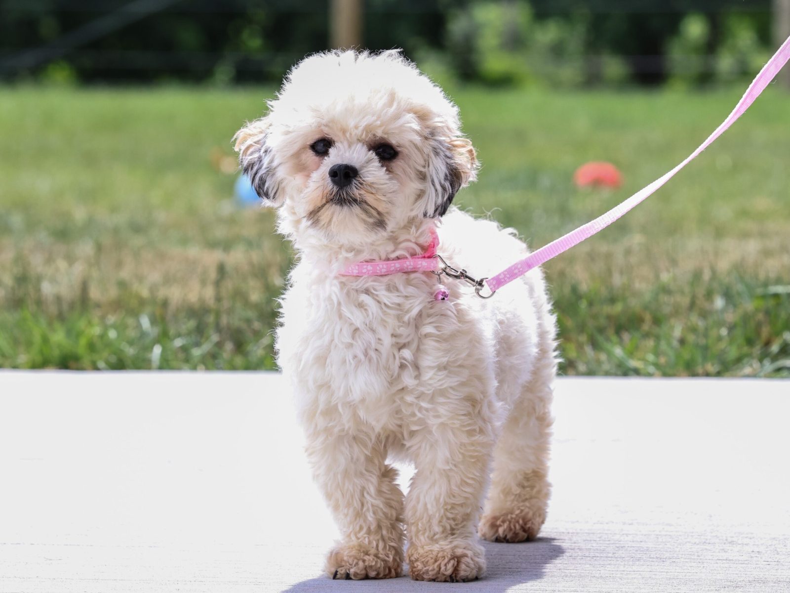 teddy bear puppy for sale – Eve