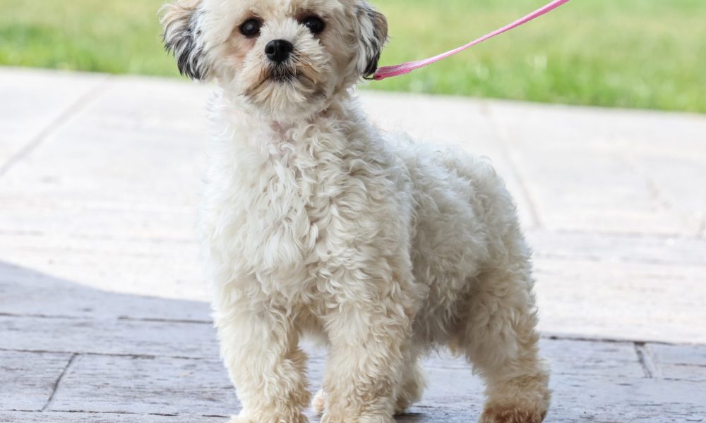 teddy bear puppy for sale – Eve, photo 3