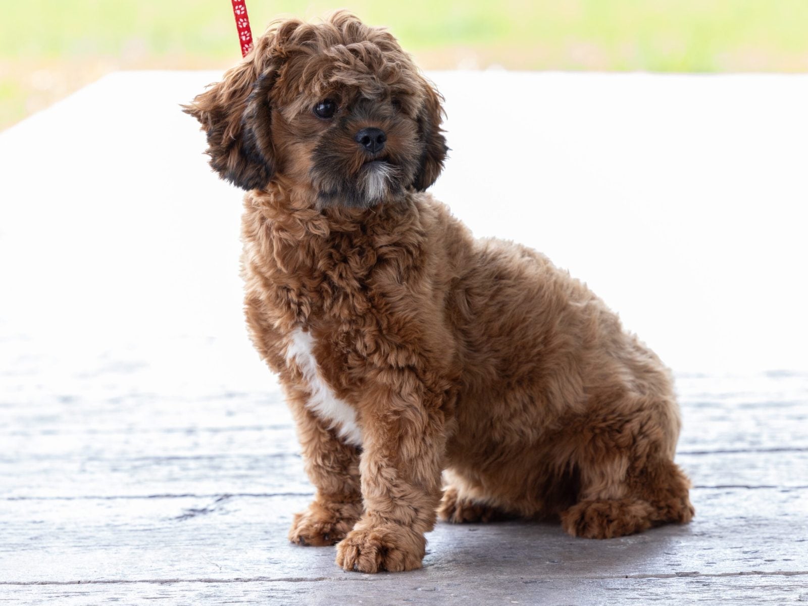 teddy bear puppy for sale – Evelin