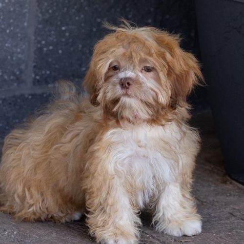 teddy bear puppy for sale – Flower