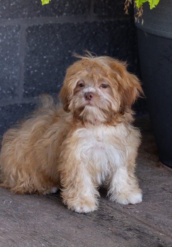 teddy bear puppy for sale – Flower