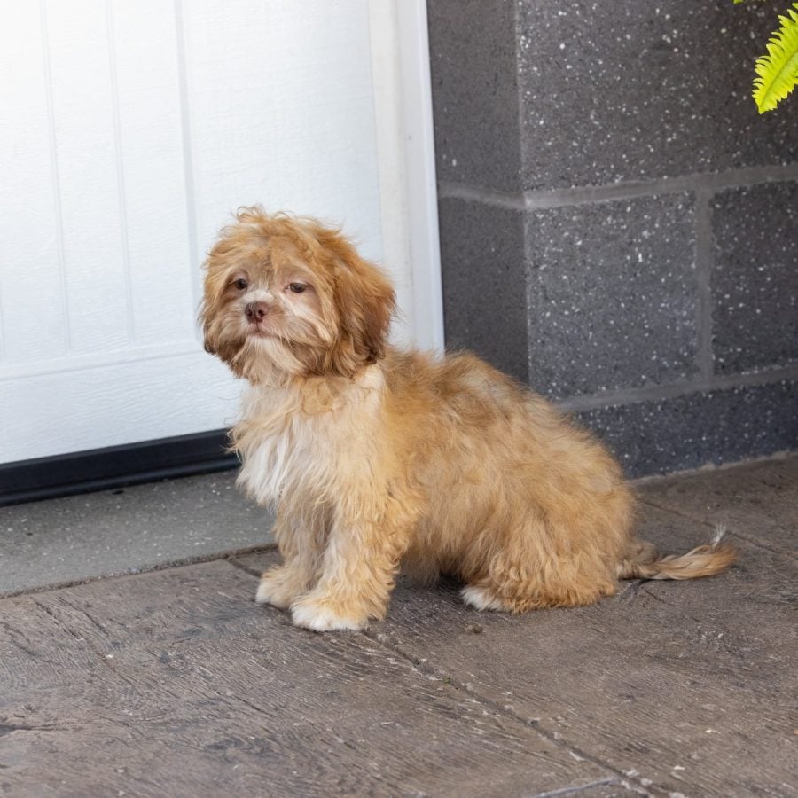 teddy bear puppy for sale – Flower, photo 3
