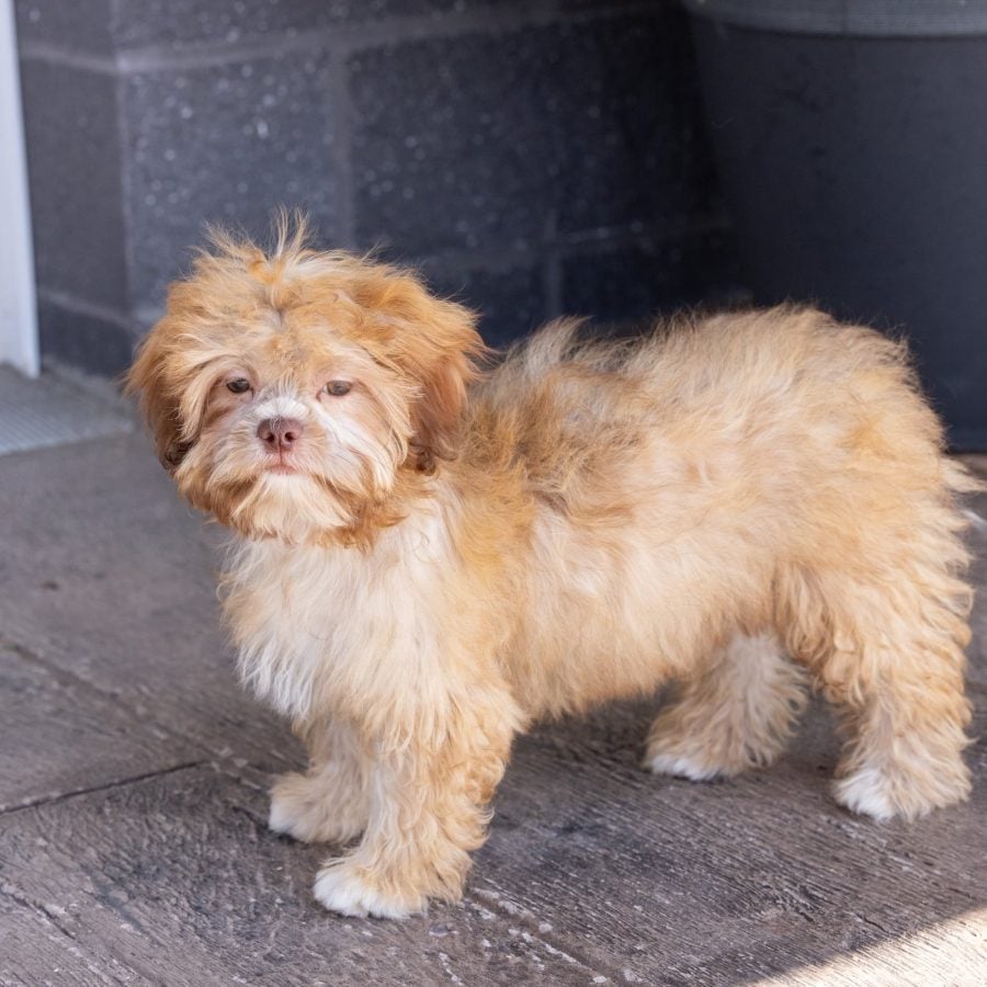 teddy bear puppy for sale – Flower, photo 4
