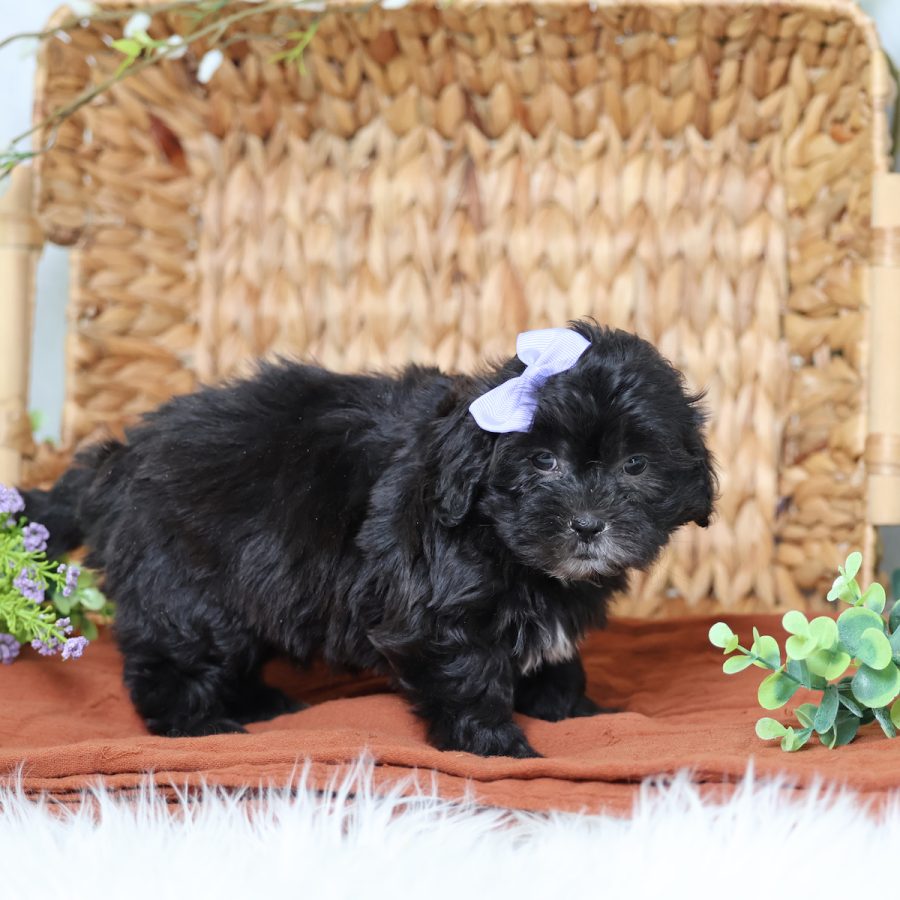 teddy bear puppy for sale near me