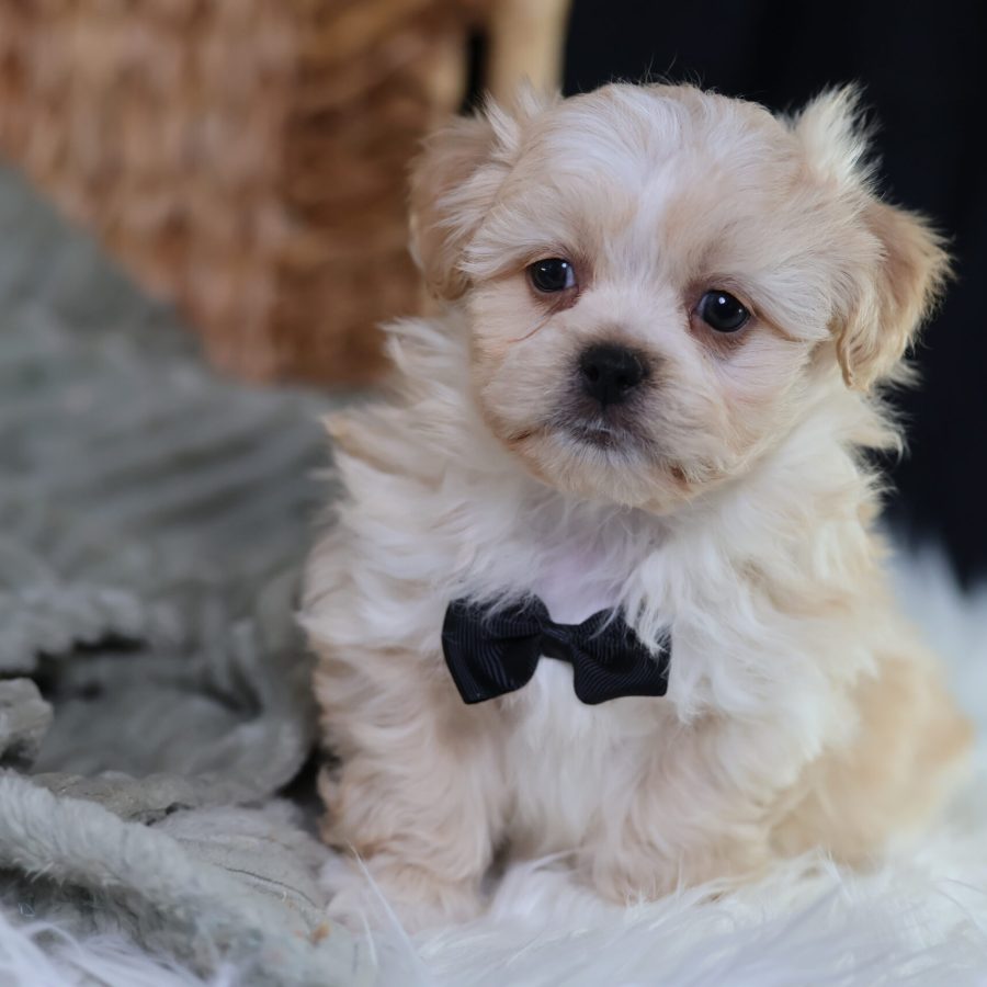 teddy bear puppy for sale near me