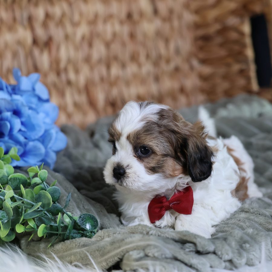 teddy bear puppy for sale near me