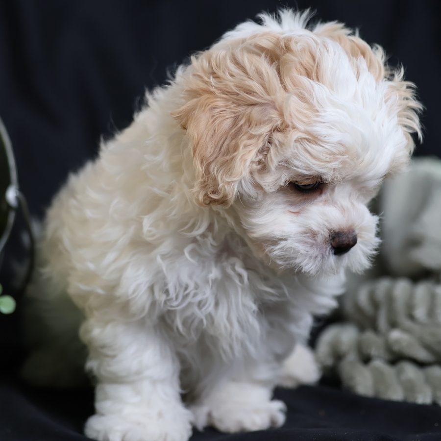 teddy bear puppy for sale near me