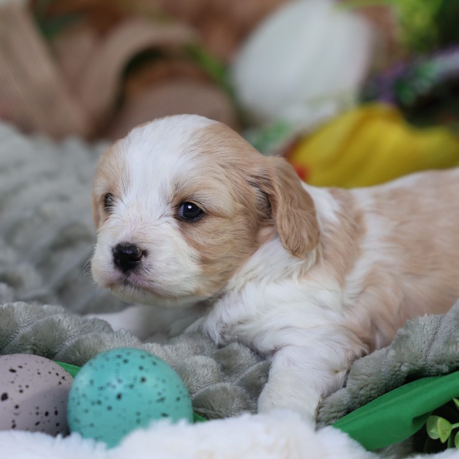 teddy bear puppy for sale near me