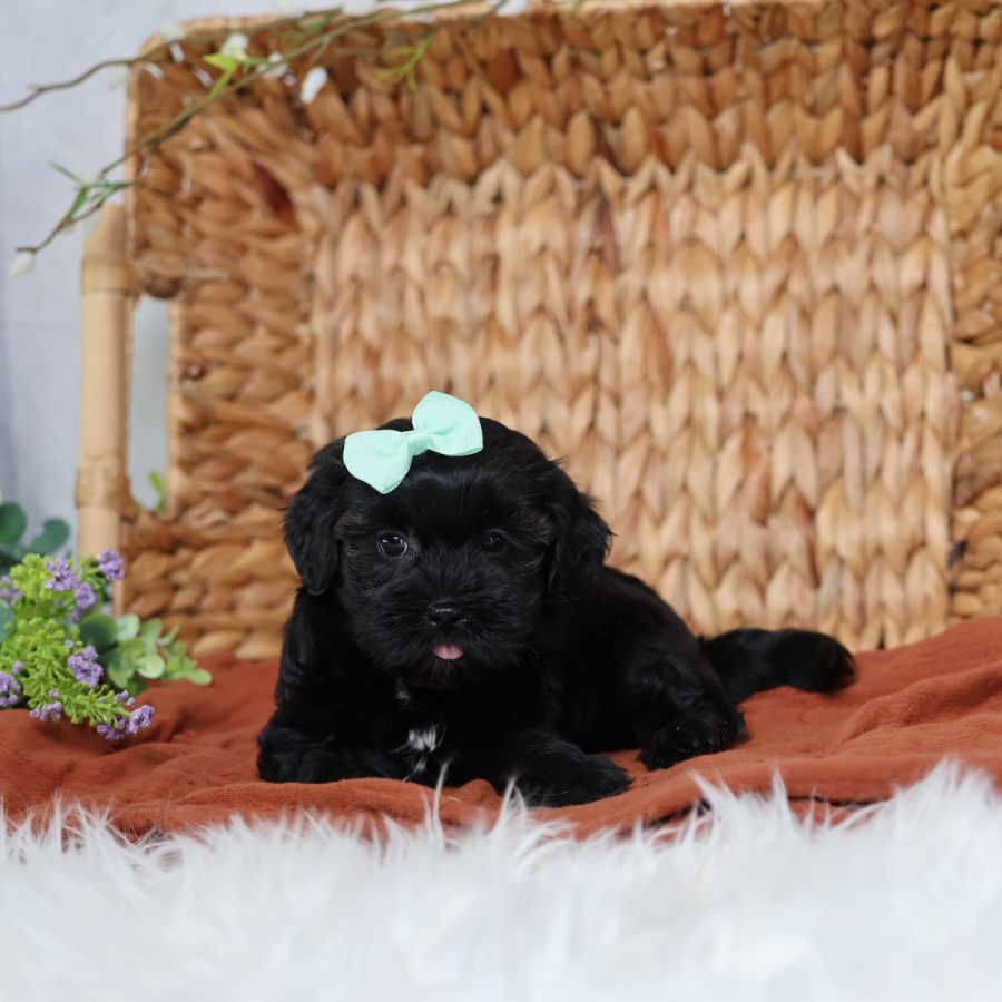 teddy bear puppy for sale near me