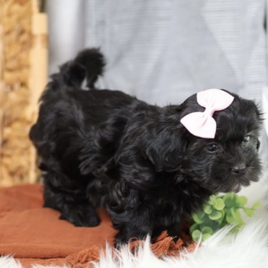 teddy bear puppy for sale near me