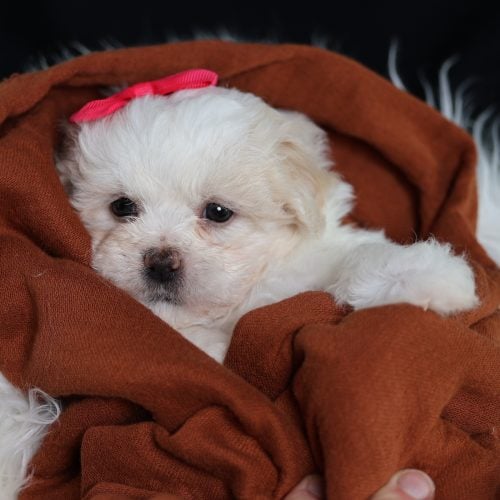 teddy bear puppy for sale near me