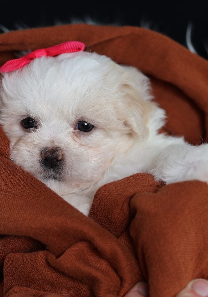 teddy bear puppy for sale near me