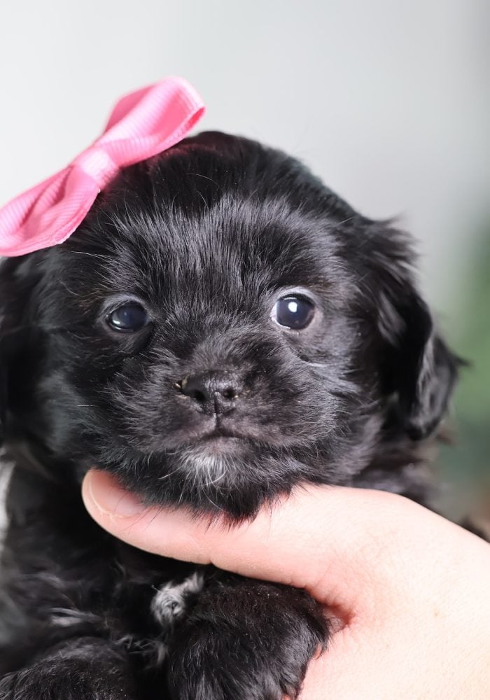 teddy bear puppy for sale near me