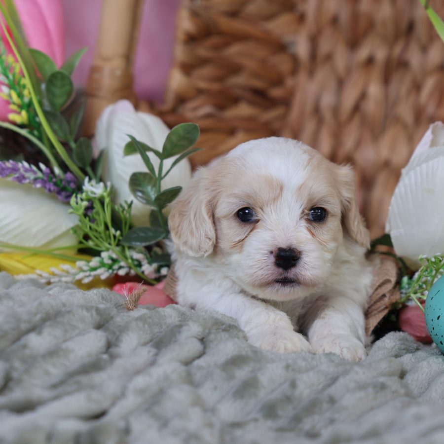 teddy bear puppy for sale near me