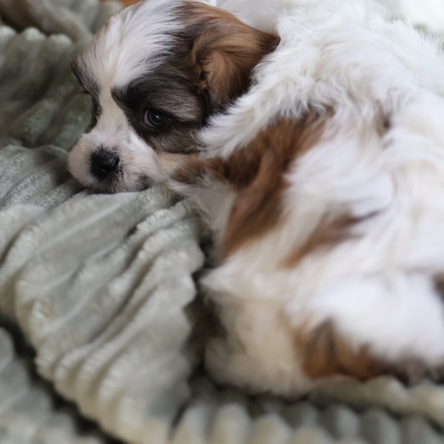 teddy bear puppy for sale near me