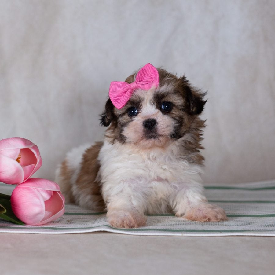teddy bear puppy for sale near me